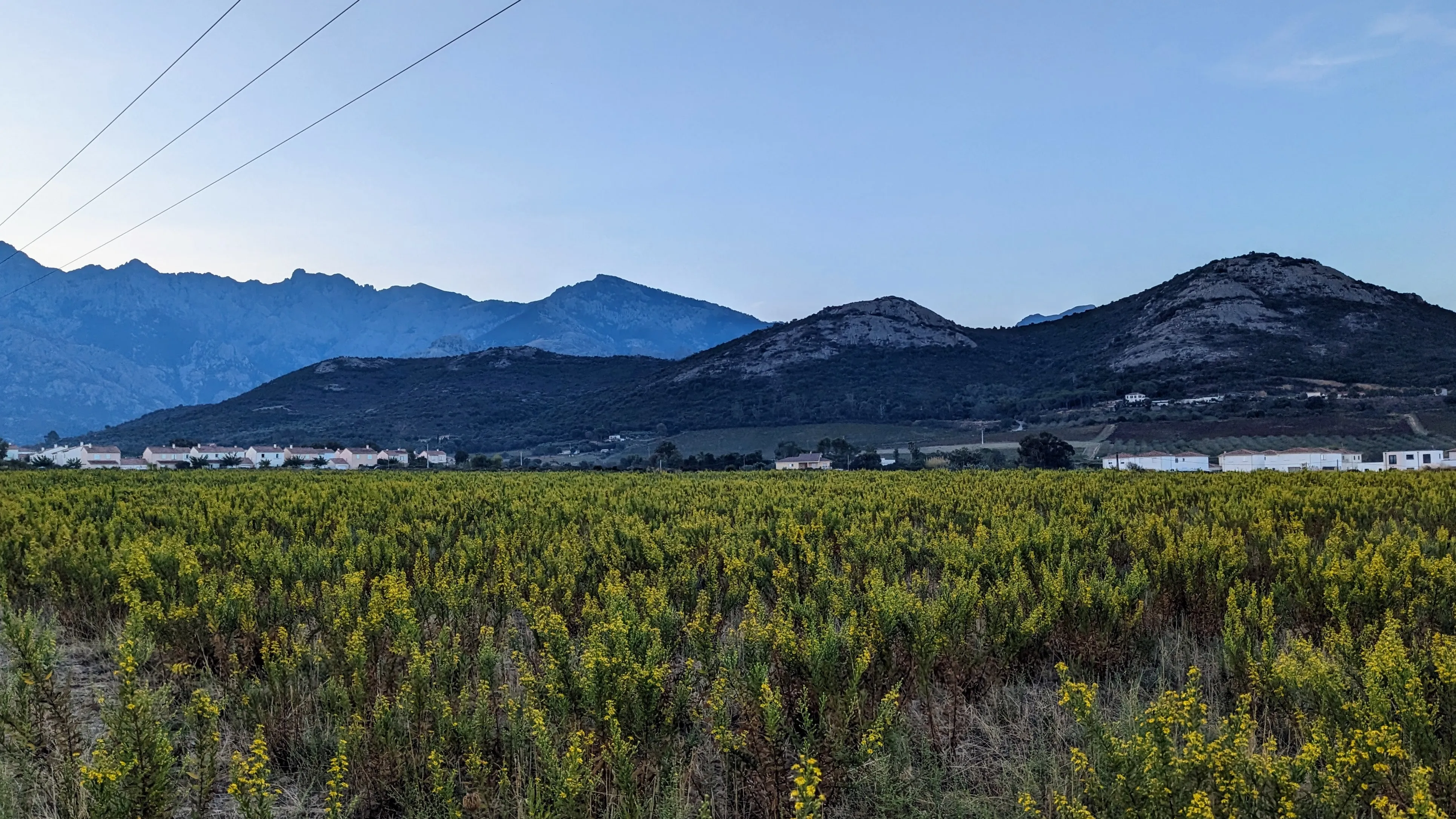 Early morning fields outside of Calvi