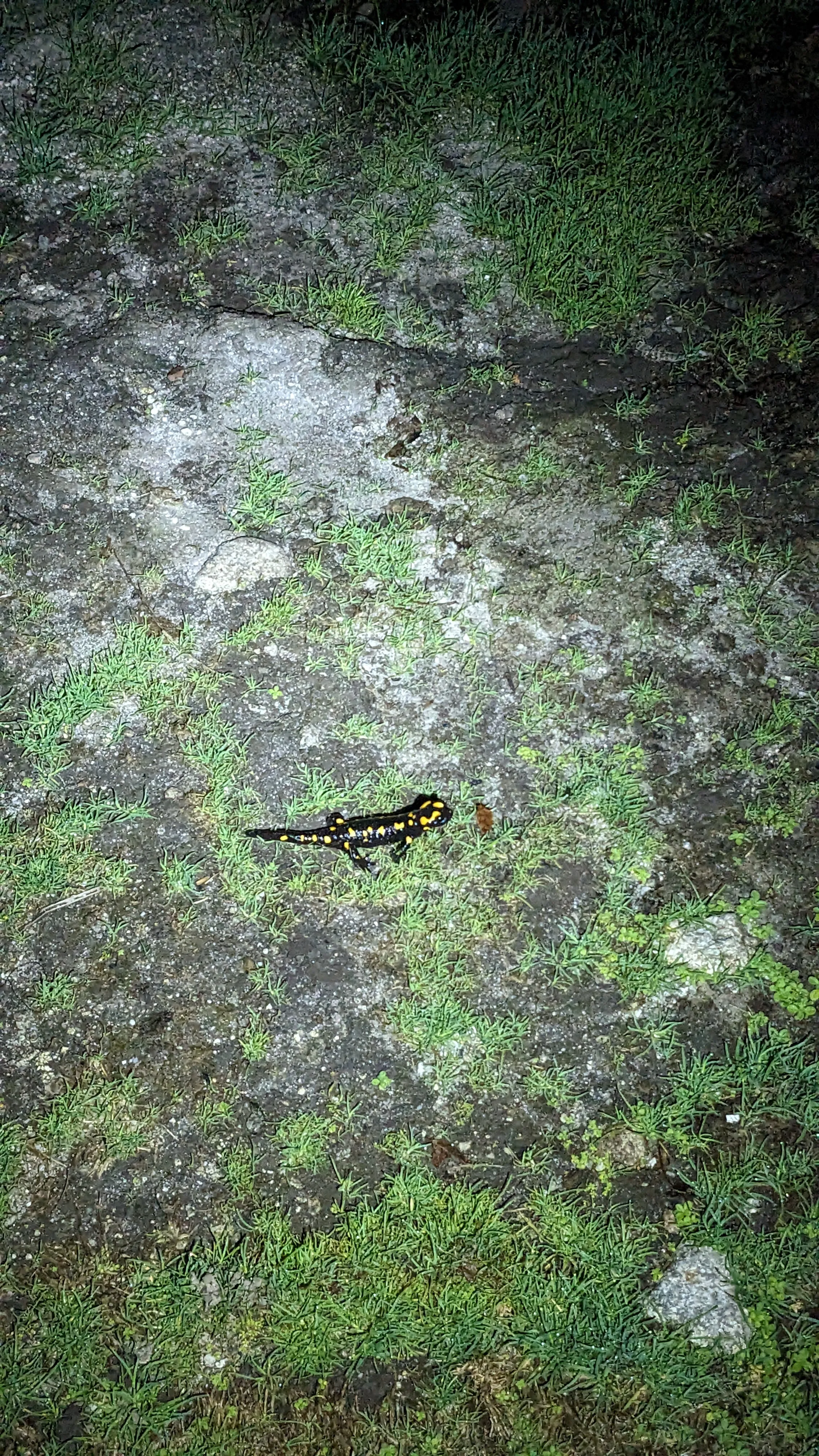 A black and yellow salamander