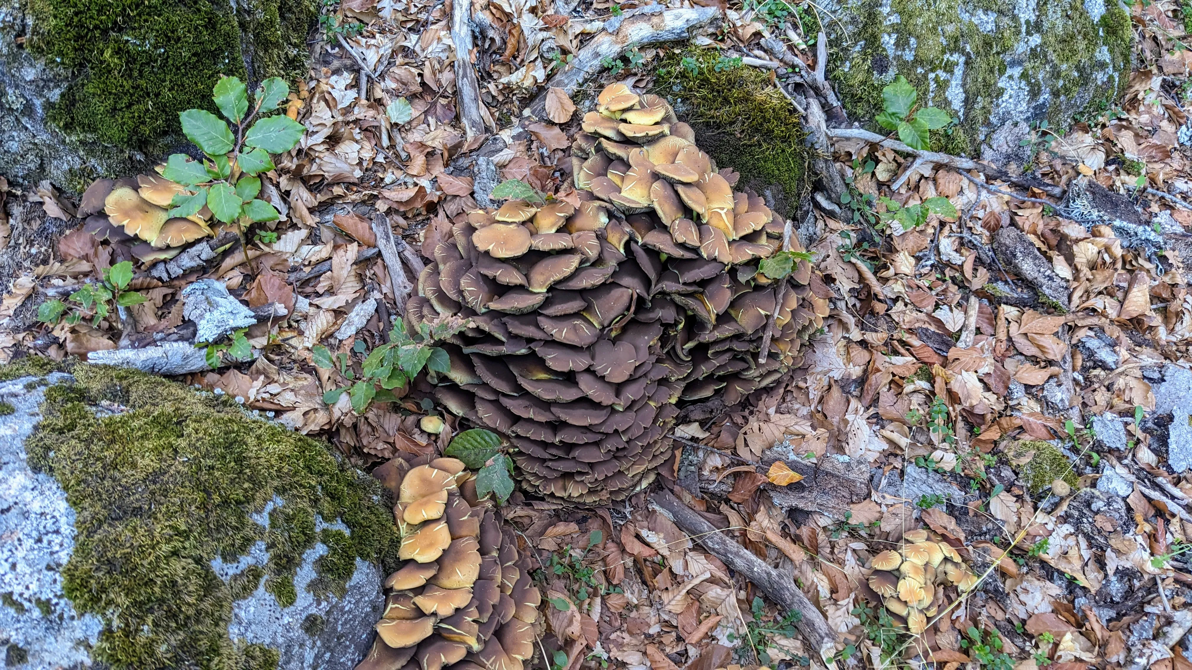Fungi