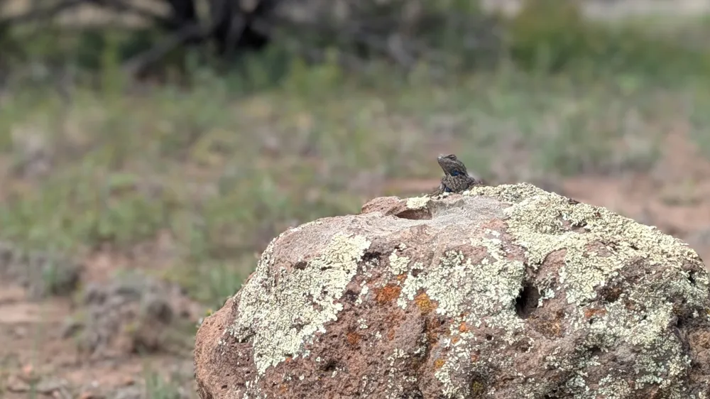 A lizard on top of a rock