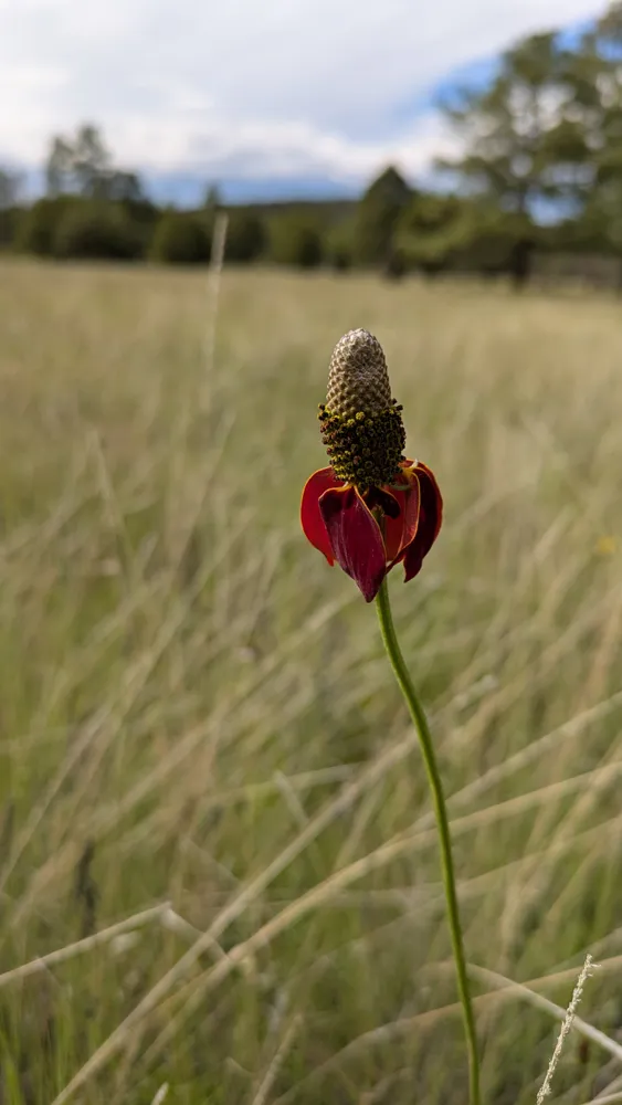 Mexican Hat flower