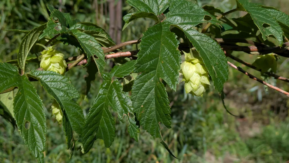 Wild hops