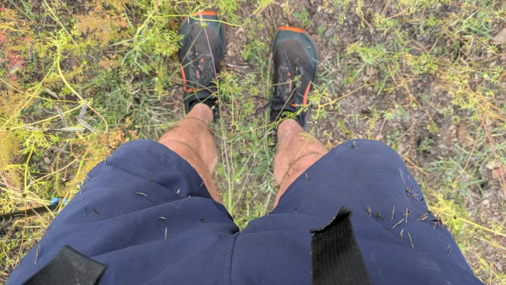 Cosmos flower seeds sticking into my clothing