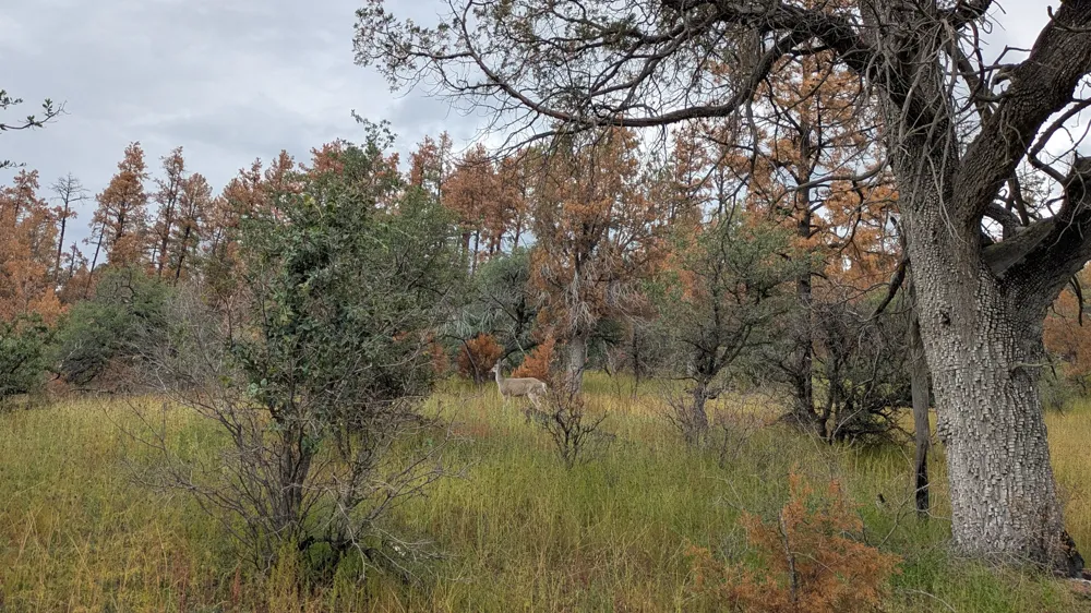 Deer