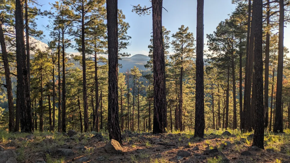 View of Mogollon Baldy from Iron Creek Mesa