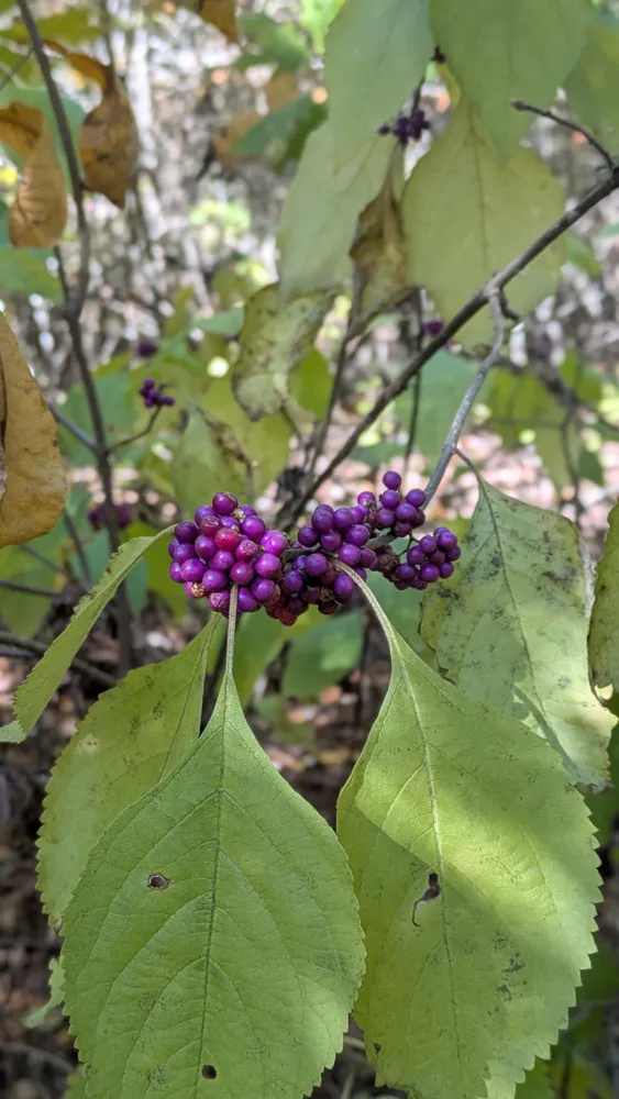 American Beautyberry