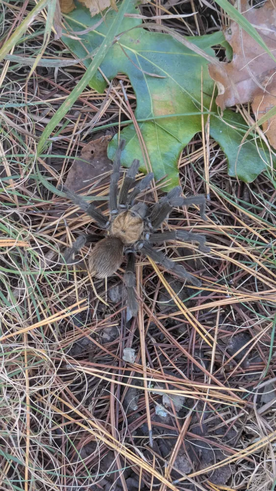 Wild tarantula