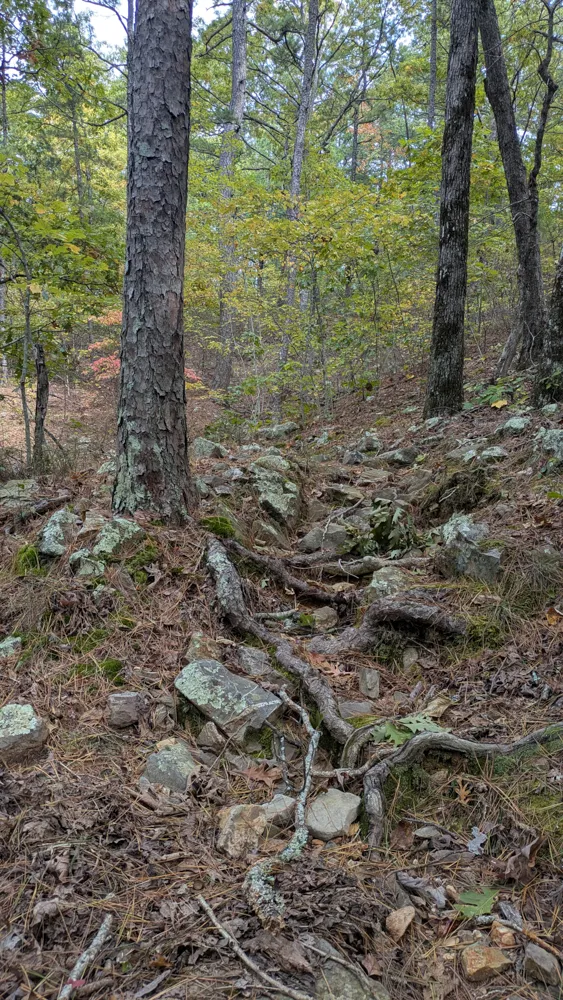 Segment of the Ouachita Trail