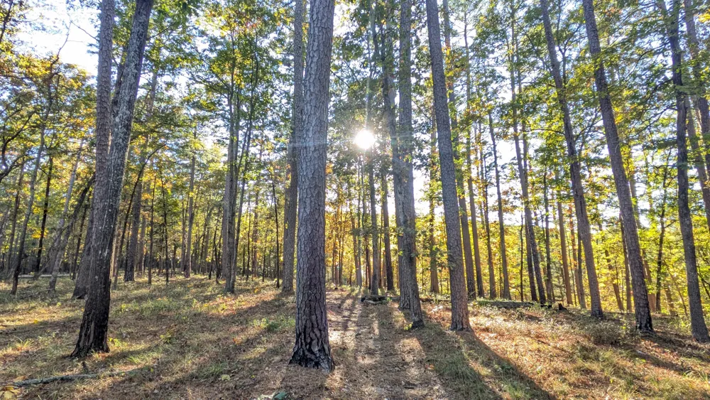 Afternoon light shining through the trees on the LOViT trail